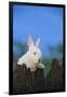 Bunny Peeking over a Fence-DLILLC-Framed Photographic Print