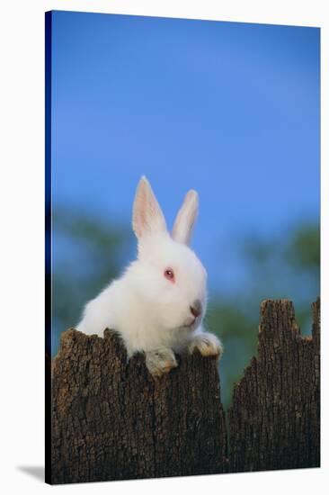 Bunny Peeking over a Fence-DLILLC-Stretched Canvas