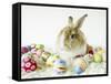 Bunny Rabbit Sitting Among Easter Eggs-null-Framed Stretched Canvas