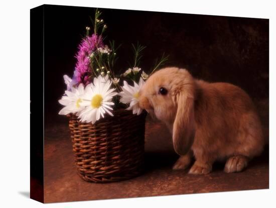 Bunny Smelling Basket of Daisies-Don Mason-Stretched Canvas