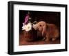 Bunny Smelling Basket of Daisies-Don Mason-Framed Photographic Print