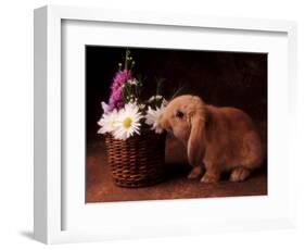 Bunny Smelling Basket of Daisies-Don Mason-Framed Photographic Print