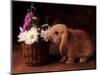 Bunny Smelling Basket of Daisies-Don Mason-Mounted Photographic Print