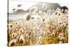 Bunny Tails (Lagurus Ovatus), Mahia Peninsula, North Island, New Zealand-Doug Pearson-Stretched Canvas