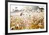 Bunny Tails (Lagurus Ovatus), Mahia Peninsula, North Island, New Zealand-Doug Pearson-Framed Photographic Print