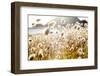 Bunny Tails (Lagurus Ovatus), Mahia Peninsula, North Island, New Zealand-Doug Pearson-Framed Photographic Print