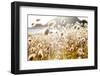 Bunny Tails (Lagurus Ovatus), Mahia Peninsula, North Island, New Zealand-Doug Pearson-Framed Photographic Print