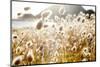 Bunny Tails (Lagurus Ovatus), Mahia Peninsula, North Island, New Zealand-Doug Pearson-Mounted Photographic Print