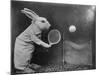 Bunny Tennis-null-Mounted Photographic Print