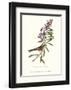 Bunting-John James Audubon-Framed Art Print