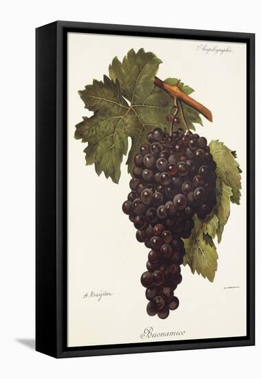 Buonamico Grape-A. Kreyder-Framed Stretched Canvas