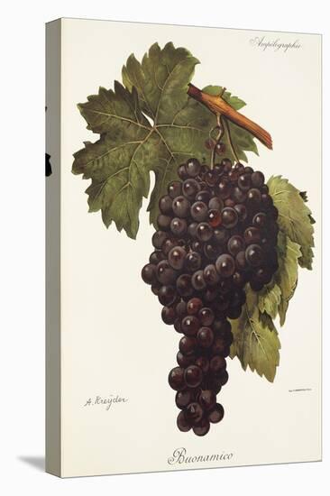 Buonamico Grape-A. Kreyder-Stretched Canvas