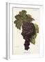 Buonamico Grape-A. Kreyder-Framed Giclee Print