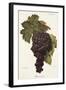 Buonamico Grape-A. Kreyder-Framed Giclee Print