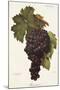 Buonamico Grape-A. Kreyder-Mounted Giclee Print