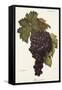 Buonamico Grape-A. Kreyder-Framed Stretched Canvas