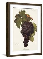 Buonamico Grape-A. Kreyder-Framed Giclee Print