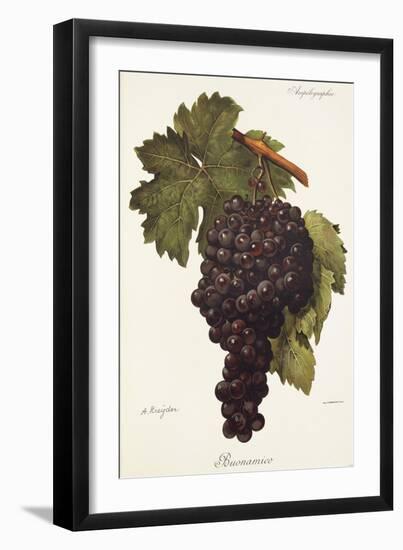 Buonamico Grape-A. Kreyder-Framed Giclee Print