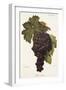 Buonamico Grape-A. Kreyder-Framed Giclee Print