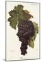 Buonamico Grape-A. Kreyder-Mounted Giclee Print