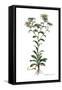 Buphthalmum spinosum, Flora Graeca-Ferdinand Bauer-Framed Stretched Canvas