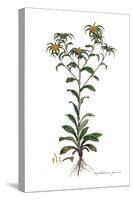 Buphthalmum spinosum, Flora Graeca-Ferdinand Bauer-Stretched Canvas