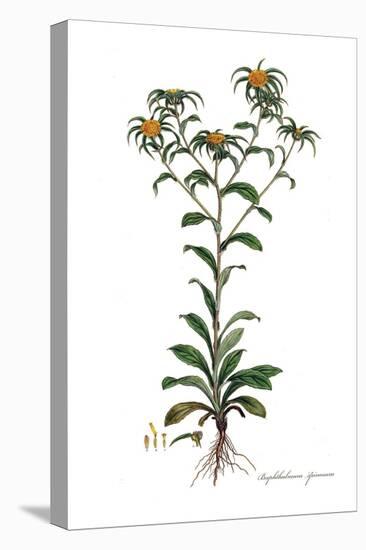 Buphthalmum spinosum, Flora Graeca-Ferdinand Bauer-Stretched Canvas