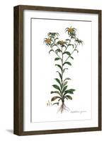 Buphthalmum spinosum, Flora Graeca-Ferdinand Bauer-Framed Giclee Print