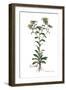 Buphthalmum spinosum, Flora Graeca-Ferdinand Bauer-Framed Giclee Print