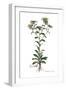 Buphthalmum spinosum, Flora Graeca-Ferdinand Bauer-Framed Giclee Print