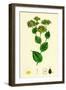 Bupleurum Rotundifolium Perfoliate Hare's-Ear-null-Framed Giclee Print