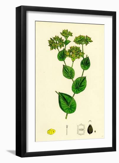 Bupleurum Rotundifolium Perfoliate Hare's-Ear-null-Framed Giclee Print