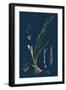 Bupleurum Tenuissimum; Slender Hare'S-Ear-null-Framed Giclee Print