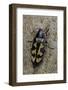 Buprestis Novemmaculata (Jewel Beetle)-Paul Starosta-Framed Photographic Print