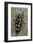 Buprestis Novemmaculata (Jewel Beetle)-Paul Starosta-Framed Photographic Print