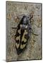 Buprestis Novemmaculata (Jewel Beetle)-Paul Starosta-Mounted Photographic Print