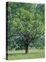 Bur Oak in Cades Cove, Great Smoky Mountains National Park, Tennessee, USA-Adam Jones-Stretched Canvas