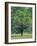 Bur Oak in Cades Cove, Great Smoky Mountains National Park, Tennessee, USA-Adam Jones-Framed Photographic Print