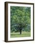 Bur Oak in Cades Cove, Great Smoky Mountains National Park, Tennessee, USA-Adam Jones-Framed Photographic Print