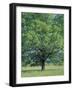 Bur Oak in Cades Cove, Great Smoky Mountains National Park, Tennessee, USA-Adam Jones-Framed Photographic Print