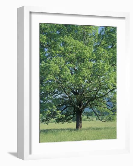 Bur Oak in Cades Cove, Great Smoky Mountains National Park, Tennessee, USA-Adam Jones-Framed Photographic Print