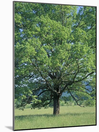 Bur Oak in Cades Cove, Great Smoky Mountains National Park, Tennessee, USA-Adam Jones-Mounted Photographic Print