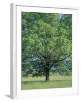 Bur Oak in Cades Cove, Great Smoky Mountains National Park, Tennessee, USA-Adam Jones-Framed Photographic Print