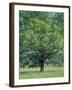 Bur Oak in Cades Cove, Great Smoky Mountains National Park, Tennessee, USA-Adam Jones-Framed Photographic Print