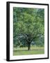 Bur Oak in Cades Cove, Great Smoky Mountains National Park, Tennessee, USA-Adam Jones-Framed Photographic Print