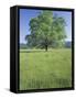 Bur Oak in Grassy Field, Great Smoky Mountains National Park, Tennessee, USA-Adam Jones-Framed Stretched Canvas