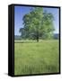 Bur Oak in Grassy Field, Great Smoky Mountains National Park, Tennessee, USA-Adam Jones-Framed Stretched Canvas