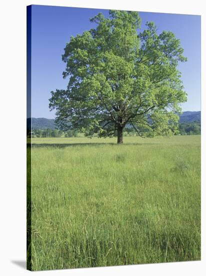 Bur Oak in Grassy Field, Great Smoky Mountains National Park, Tennessee, USA-Adam Jones-Stretched Canvas