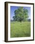 Bur Oak in Grassy Field, Great Smoky Mountains National Park, Tennessee, USA-Adam Jones-Framed Photographic Print