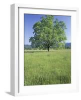 Bur Oak in Grassy Field, Great Smoky Mountains National Park, Tennessee, USA-Adam Jones-Framed Photographic Print